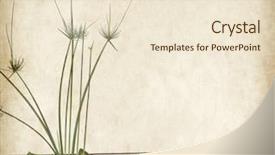  Presentation with papyrus antique - Audience pleasing PPT theme consisting of papyrus plants on the old backdrop and a lemonade colored foreground