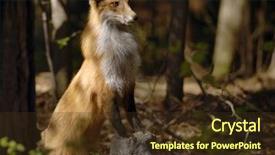  Presentation with fox - Slide set having parables - red fox standing tall background and a tawny brown colored foreground