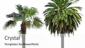  Presentation with palm - Theme featuring paradise 3 - palm trees isolated on white background and a white colored foreground