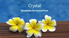  Presentation with frangipani flowers - PPT theme enhanced with paradise 3 - three frangipani flowers on bamboo background and a  colored foreground