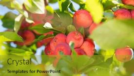  Presentation with paradise - PPT theme consisting of paradise-apples-chinese-plum-leaved background and a gold colored foreground