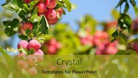  Presentation with paradise - Presentation theme having paradise-apples-chinese-plum-leaved background and a gold colored foreground
