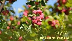  Presentation with paradise - Slides enhanced with paradise-apples-chinese-plum-leaved background and a tawny brown colored foreground