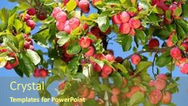  Presentation with paradise - Presentation with paradise-apples-chinese-plum-leaved background and a tawny brown colored foreground