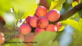  Presentation with paradise - Presentation enhanced with paradise-apples-chinese-plum-leaved background and a gold colored foreground