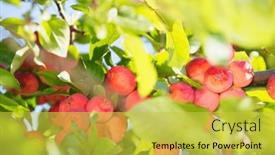  Presentation with paradise - PPT theme consisting of paradise-apples-chinese-plum-leaved background and a yellow colored foreground