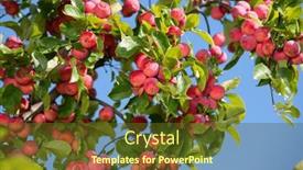 Presentation with paradise - PPT layouts with paradise-apples-chinese-plum-leaved background and a tawny brown colored foreground