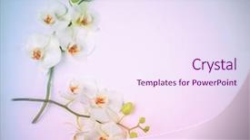  Presentation with holographic - Presentation theme featuring white orchid in vibrant gradient background and a light gray colored foreground