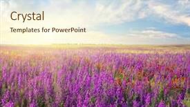  Presentation with forest beautiful spring nature - PPT layouts having paradise garden - spring violet flowers in meadow background and a cream colored foreground