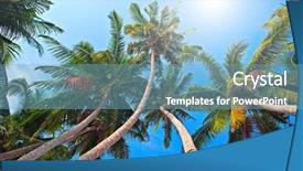  Presentation with palm - PPT theme having paradise garden - sunny palm trees background and a  colored foreground