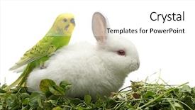  Presentation with sitting teddy bear isolated - Presentation theme featuring parakeet - budgerigar sitting on white rabbit background and a white colored foreground