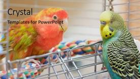  Presentation with parrots - Cool new slide deck with parakeet - budgie and lovebird parrots backdrop and a coral colored foreground