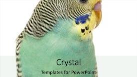  Presentation with close up of bartender - Beautiful PPT theme featuring parakeet - close up of a budgerigar backdrop and a seafoam green colored foreground