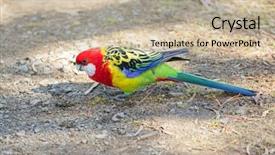  Presentation with red blue yellow - Theme consisting of parakeet - colorful eastern rosella parrot bird background and a mint green colored foreground