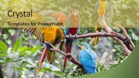  Presentation with parrots - PPT theme consisting of parakeet - colourful parrots bird sitting background and a yellow colored foreground