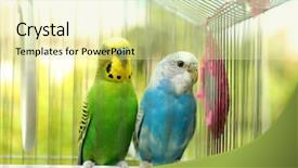  Presentation with cage - Cool new presentation with parakeet - cute colorful budgies in cage backdrop and a blonde colored foreground
