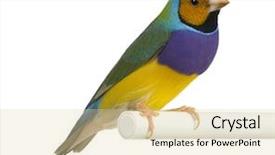  Presentation with animal pets on white - Beautiful slides featuring parakeet - gouldian finch - erythrura gouldiae backdrop and a lemonade colored foreground