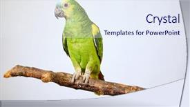 Presentation with green tree - Presentation theme featuring parakeet - parrot amazon green sitting background and a sky blue colored foreground