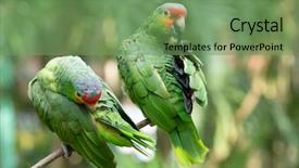  Presentation with parrot - Beautiful PPT layouts featuring parakeet - parrot bird sitting backdrop and a seafoam green colored foreground