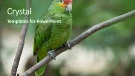  Presentation with parrot - Slide set enhanced with parakeet - parrot bird sitting background and a tawny brown colored foreground