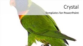  Presentation with rainbow - Colorful slides enhanced with parakeet - rainbow lorikeet trichoglossus haematodus 3 backdrop and a white colored foreground