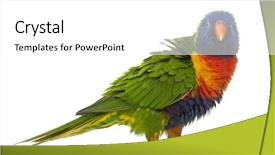  Presentation with rainbow beac h hawaii - Cool new presentation theme with parakeet - rainbow lorikeet trichoglossus haematodus 3 backdrop and a white colored foreground