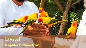  Presentation with parrots - Presentation theme having parakeet - tourists from india feed background and a tawny brown colored foreground
