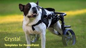  Presentation with wheelchair - Presentation theme consisting of paralyzed-french-bulldog background and a  colored foreground