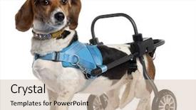  Presentation with old dog - Beautiful PPT layouts featuring paralyzed handicapped basset art sien backdrop and a  colored foreground