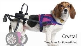 Presentation with old dog - Slide deck enhanced with paralyzed handicapped mixed-breed dog background and a  colored foreground