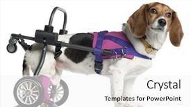  Presentation with old dog - Slide set consisting of paralyzed handicapped mixed-breed dog background and a white colored foreground