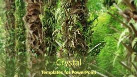  Presentation with parasite - Audience pleasing slides consisting of parasite plant on palm tree backdrop and a tawny brown colored foreground