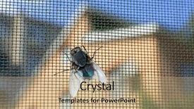  Presentation with fly - Beautiful theme featuring parasitic disease - fly on window screen closeup backdrop and a coral colored foreground