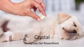  Presentation with veterinary medicine - PPT layouts featuring parasitic disease - veterinary care professional holding medicine background and a soft green colored foreground