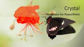  Presentation with mormon - Presentation theme enhanced with parides sp common mormon butterfly background and a yellow colored foreground