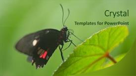  Presentation with mormon - Colorful slides enhanced with parides sp common mormon butterfly backdrop and a seafoam green colored foreground