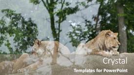  Presentation with male lion - 