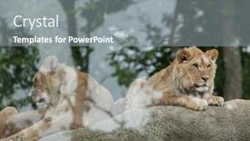  Presentation with male lion - Cool new slides with paris-france-june-27-2016 backdrop and a gray colored foreground