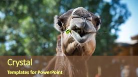  Presentation with camel caravan egypt - Beautiful slide deck featuring caravan park - arabian camel chewing grass backdrop and a tawny brown colored foreground