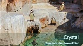  Presentation with dog park animal jack - Cool new presentation design with park at tenerife canary - animal backdrop and a ocean colored foreground