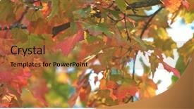  Presentation with isolated fall oak leaf - Beautiful theme featuring park beautiful background of colorfull backdrop and a red colored foreground