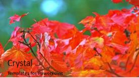  Presentation with fall - Theme having park beautiful background of colorfull background and a red colored foreground