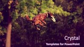  Presentation with dog park - Theme featuring chocolate lab puppy - dog playing jumping background and a wine colored foreground