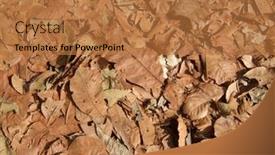  Presentation with dead leaves - 