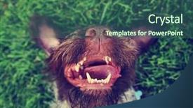  Presentation with vintage retro - Amazing slide deck having park dogs - german wire haired griffon backdrop and a ocean colored foreground