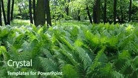 Presentation with spring - Colorful slides enhanced with pteridophyta - park in spring time backdrop and a forest green colored foreground