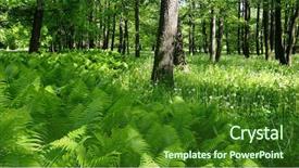  Presentation with spring - Presentation theme having pteridophyta - park in spring time background and a forest green colored foreground