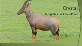  Presentation with landscapes of savanna serengeti tanzania - Amazing PPT theme having park in the east african backdrop and a mint green colored foreground