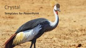 Presentation with safari - Amazing presentation theme having park safari in tel aviv elegant and graceful bird with magnificent plumage crest on the head - crowned crane backdrop and a yellow colored foreground