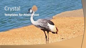  Presentation with safari - Slide deck having park safari in tel aviv elegant and graceful bird with magnificent plumage crest on the head he lives near bodies of water background and a teal colored foreground